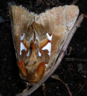 Spatalia argentina (Lepidoptera, Notodontidae)